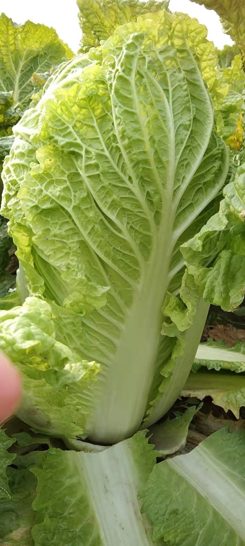 大白菜，北京新三号大白菜，产地直发，货源充足