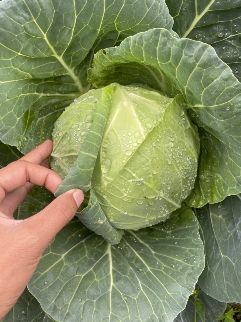 云南大理宾川高原精品甘蓝小铁头包菜无黑点无糠心紧致耐运输
