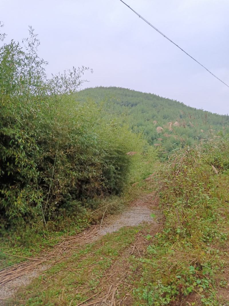 四川广安基地直供精品竹子大棚用竹菜架竹蔬菜专用，欢迎采购