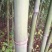 四川广安基地直供精品竹子大棚用竹菜架竹蔬菜专用，欢迎采购