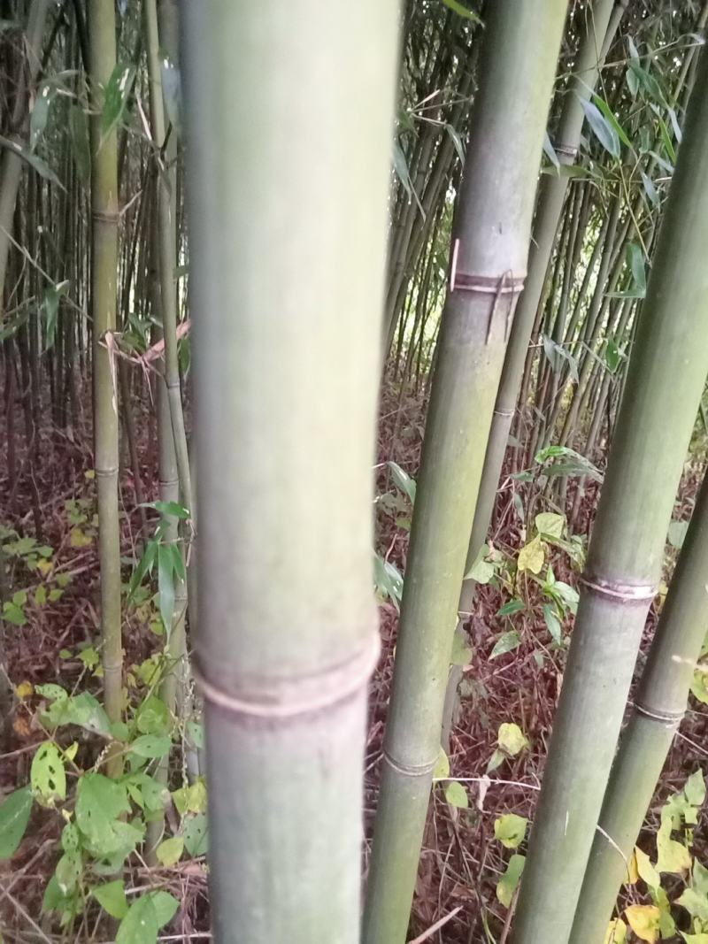 四川广安基地直供精品竹子大棚用竹菜架竹蔬菜专用，欢迎采购