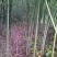 四川广安基地直供精品竹子大棚用竹菜架竹蔬菜专用，欢迎采购