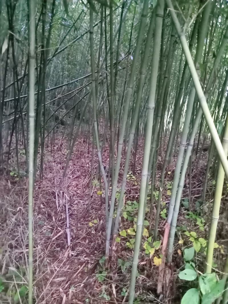 四川广安基地直供精品竹子大棚用竹菜架竹蔬菜专用，欢迎采购