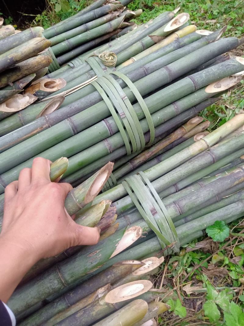 四川广安基地直供精品竹子大棚用竹菜架竹蔬菜专用，欢迎采购