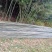 四川广安基地直供精品竹子大棚用竹菜架竹蔬菜专用，欢迎采购