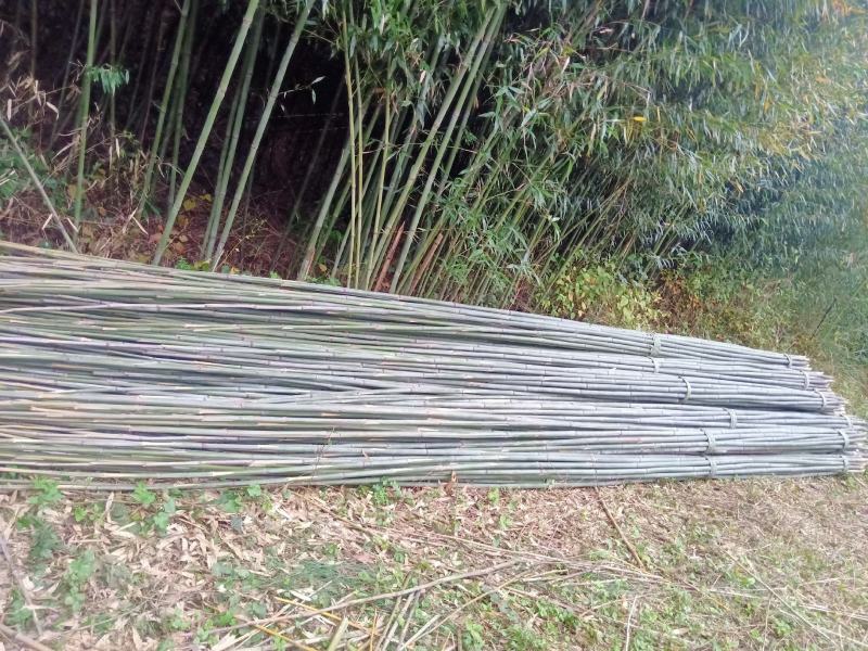 四川广安基地直供精品竹子大棚用竹菜架竹蔬菜专用，欢迎采购