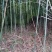 四川广安基地直供精品白夹竹竹，竹子西瓜棚，蔬菜专用，大量供应