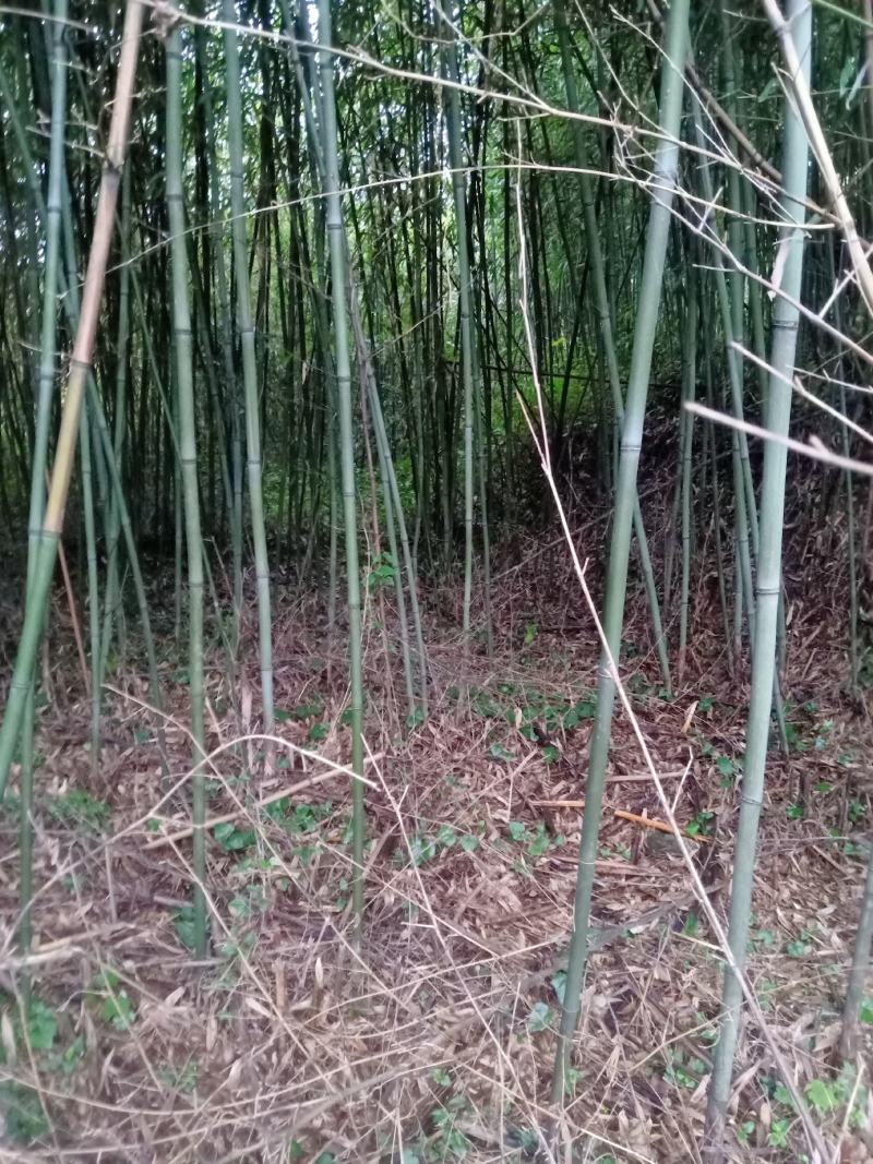 四川广安基地直供精品白夹竹竹，竹子西瓜棚，蔬菜专用，大量供应