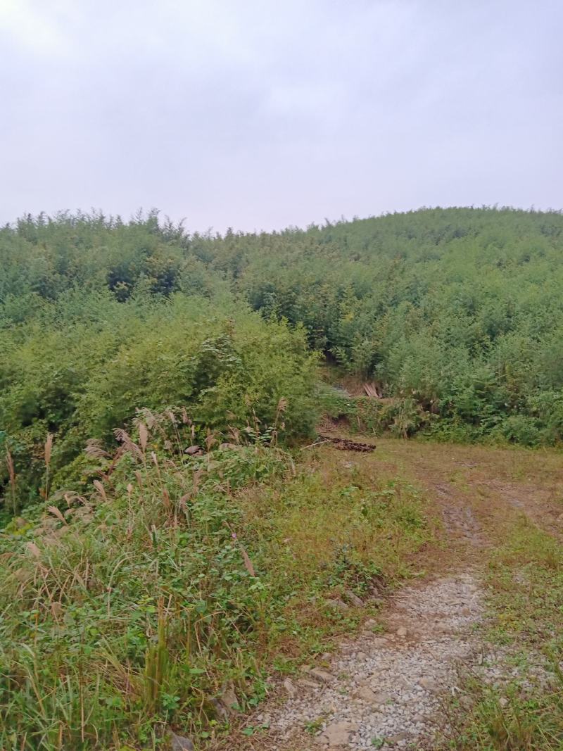 四川广安基地直供精品白夹竹竹，竹子西瓜棚，蔬菜专用，大量供应