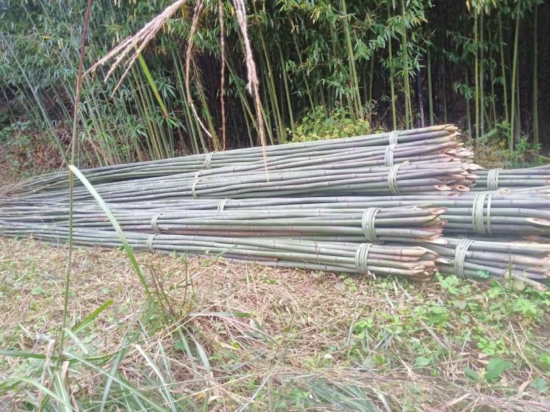 四川广安基地直供精品白夹竹竹，竹子西瓜棚，蔬菜专用，大量供应