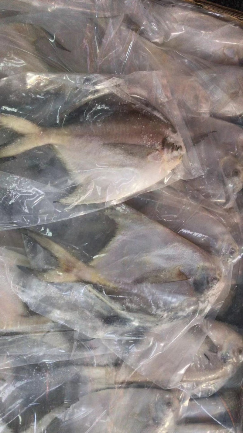银鲳鱼一手货源，工厂直销，20kg一箱，整箱批发