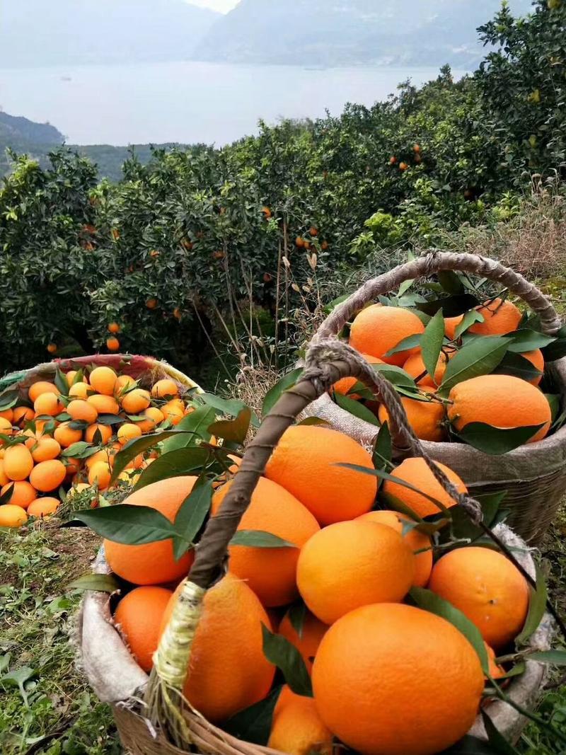 纽荷尔脐橙优质好货橙子长红圆红秭归脐橙农户一手货源