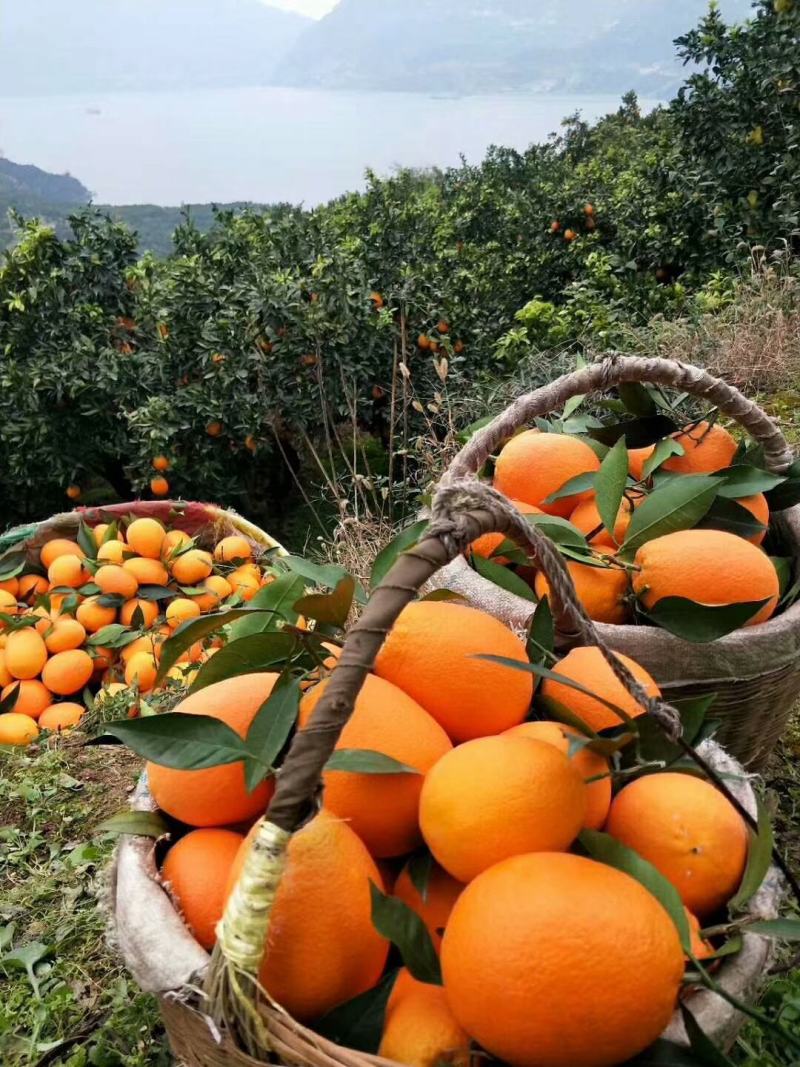 纽荷尔脐橙优质好货橙子长红圆红秭归脐橙农户一手货源