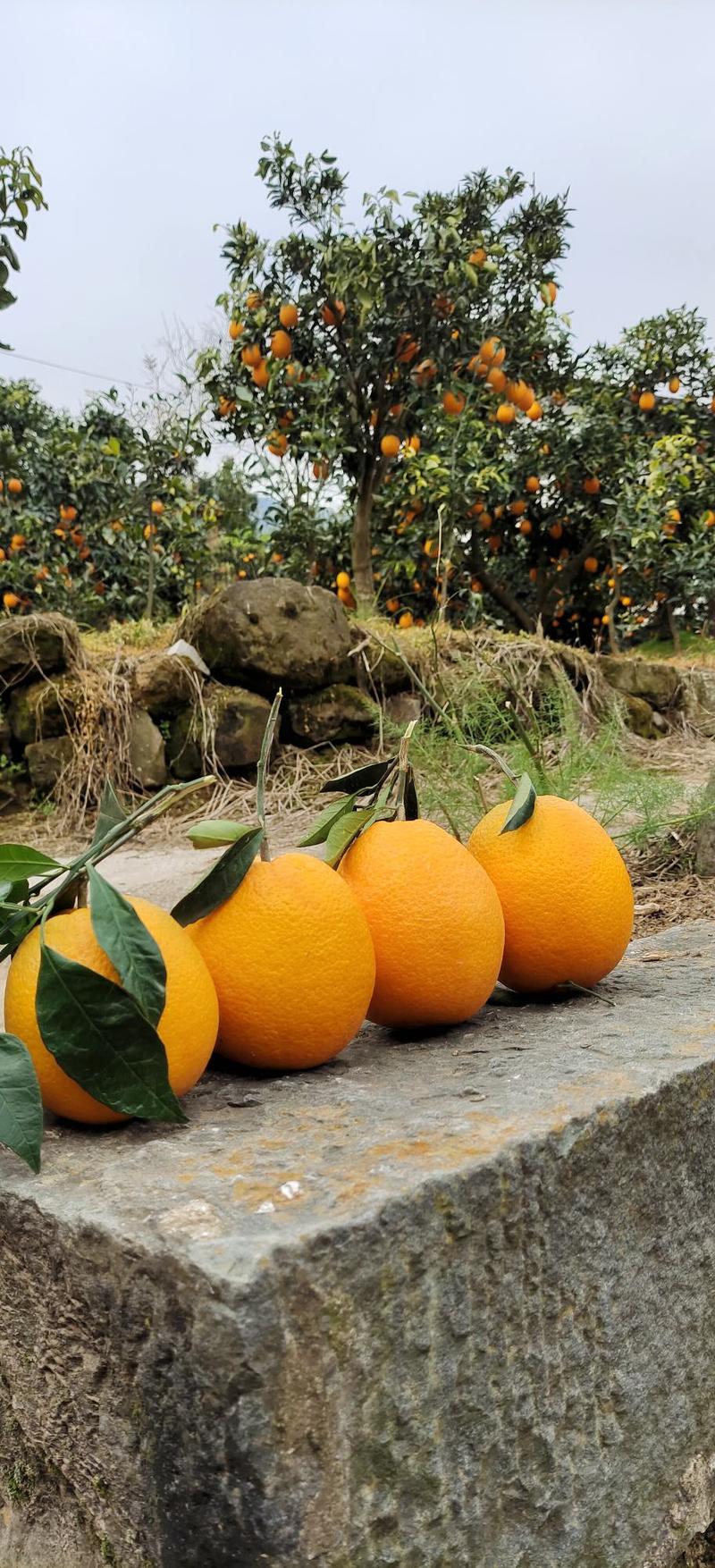 纽荷尔脐橙优质好货橙子长红圆红秭归脐橙农户一手货源