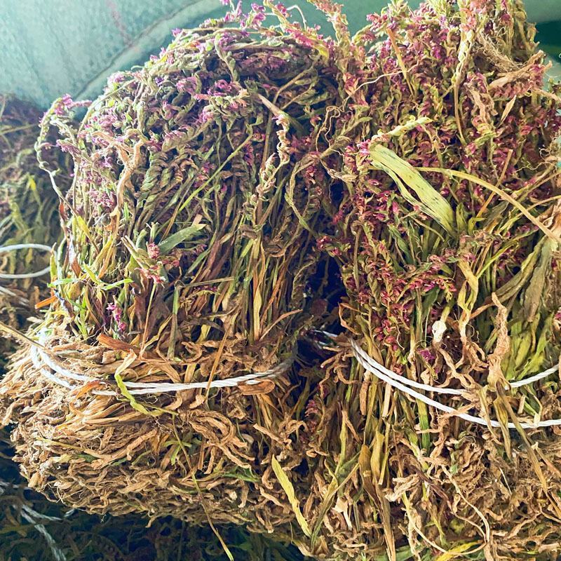 盘龙参新货龙抱柱盘龙草双瑚草猪牙参猪鞭草欢迎咨询选购
