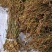 盘龙参新货龙抱柱盘龙草双瑚草猪牙参猪鞭草欢迎咨询选购
