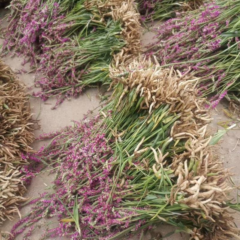 盘龙参新货龙抱柱盘龙草双瑚草猪牙参猪鞭草欢迎咨询选购