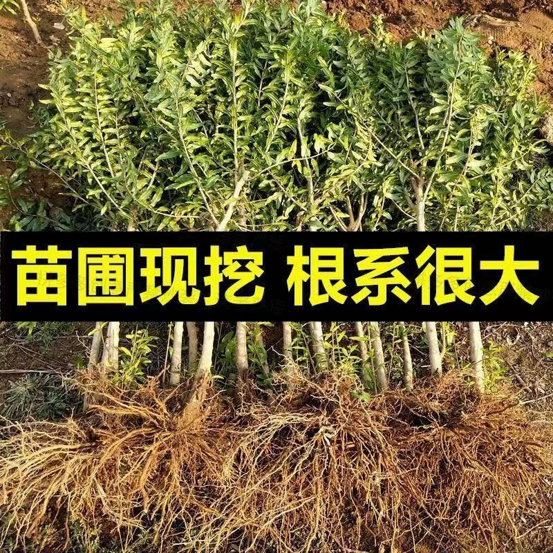 石榴树苗黑籽石榴果树苗突尼斯软籽石榴苗阳台庭院石榴苗当年