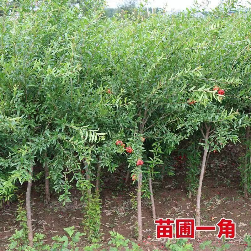 石榴树苗黑籽石榴果树苗突尼斯软籽石榴苗阳台庭院石榴苗当年