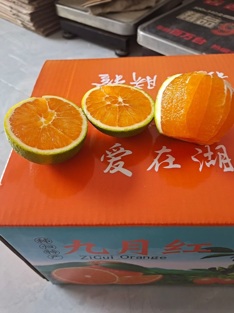【九月红】果冻橙秭归产地直供对接电商平台批发品质保保证