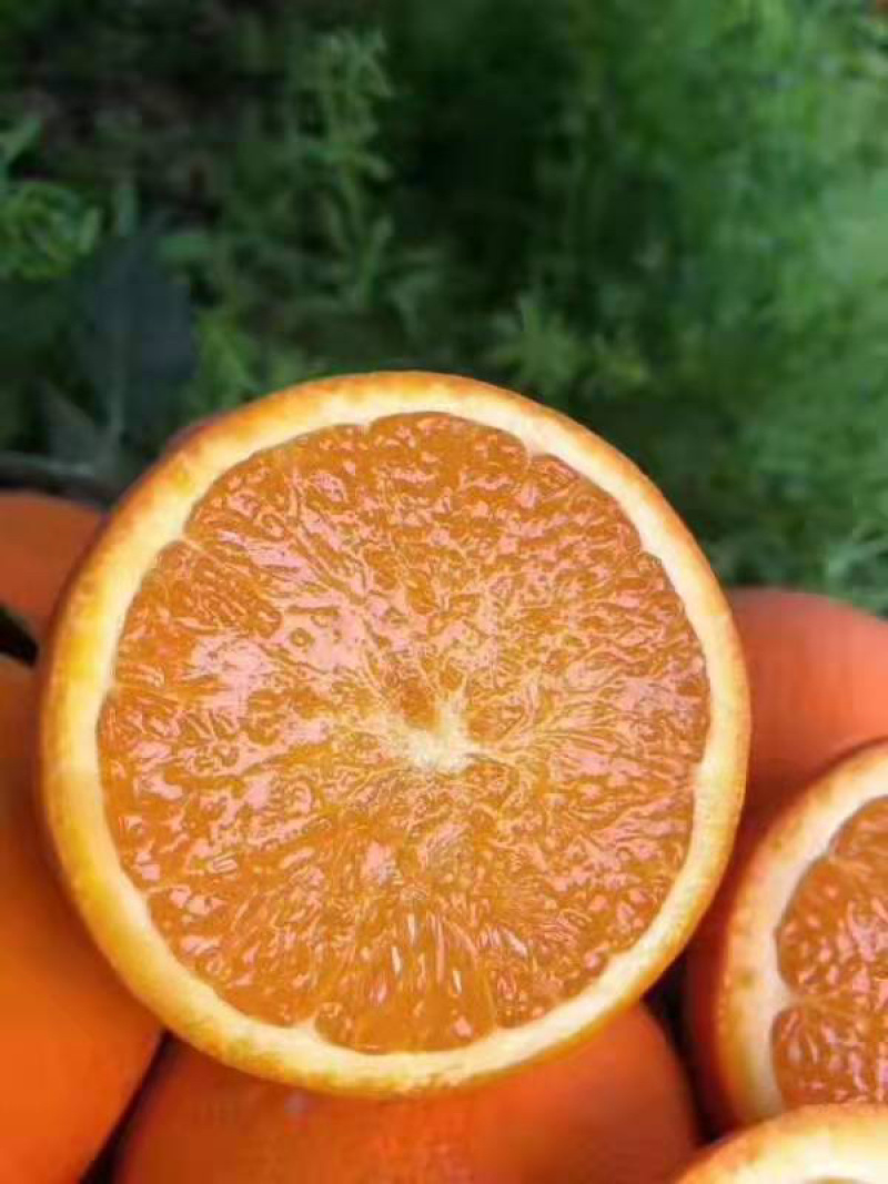 【九月红】果冻橙秭归产地直供对接电商平台批发品质保保证