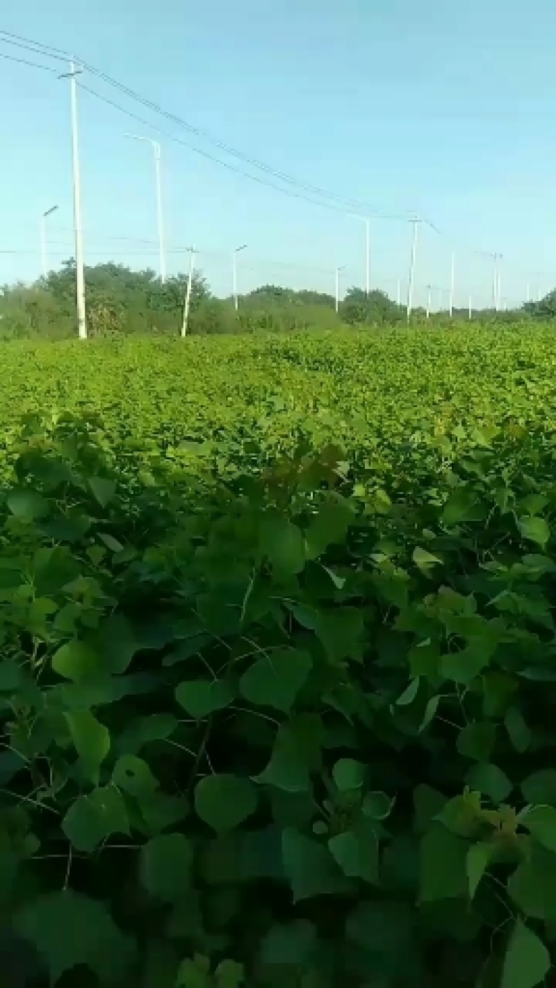 乌桕树苗