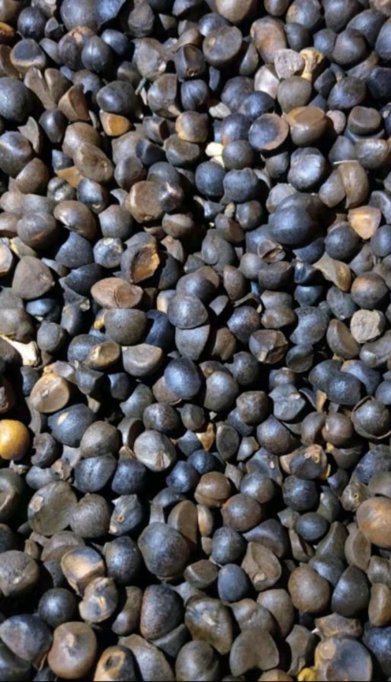 野生油茶籽小茶籽