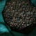 野生油茶籽小茶籽