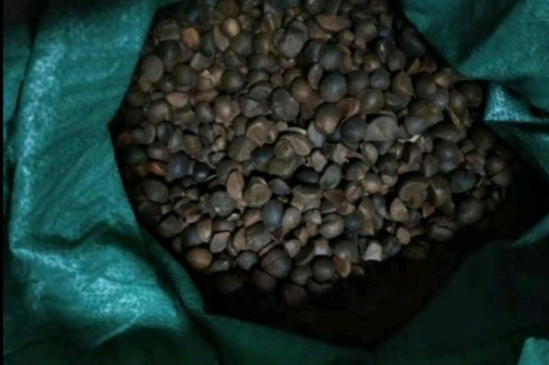 野生油茶籽小茶籽