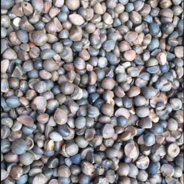 野生油茶籽小茶籽