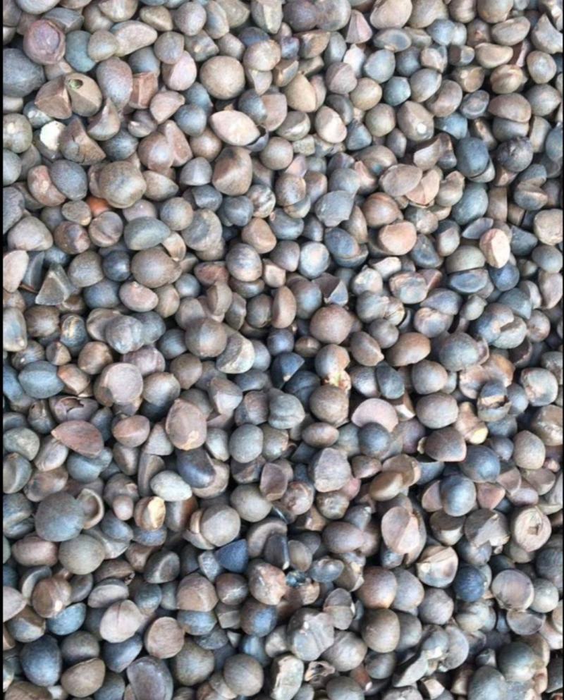 野生油茶籽小茶籽
