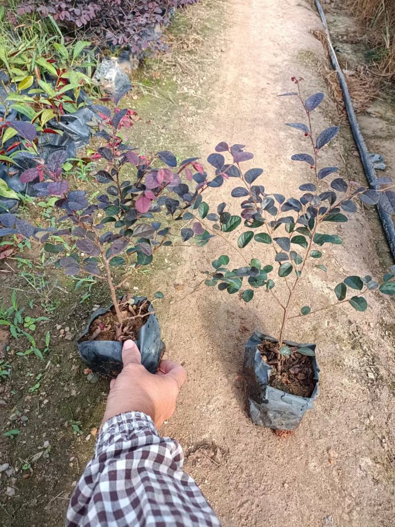 红花继木福建漳州红花继木绿化庭院设计基地直供大小规格