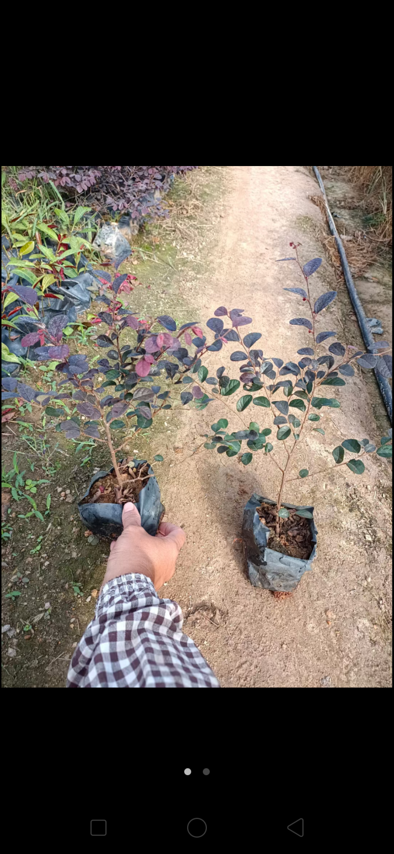 红花继木福建漳州红花继木绿化庭院设计基地直供大小规格