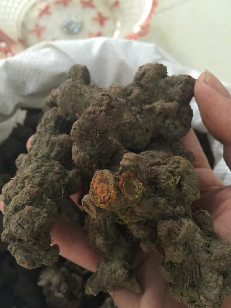 落新妇中药材野生络新妇红升麻虎麻金猫儿金毛
