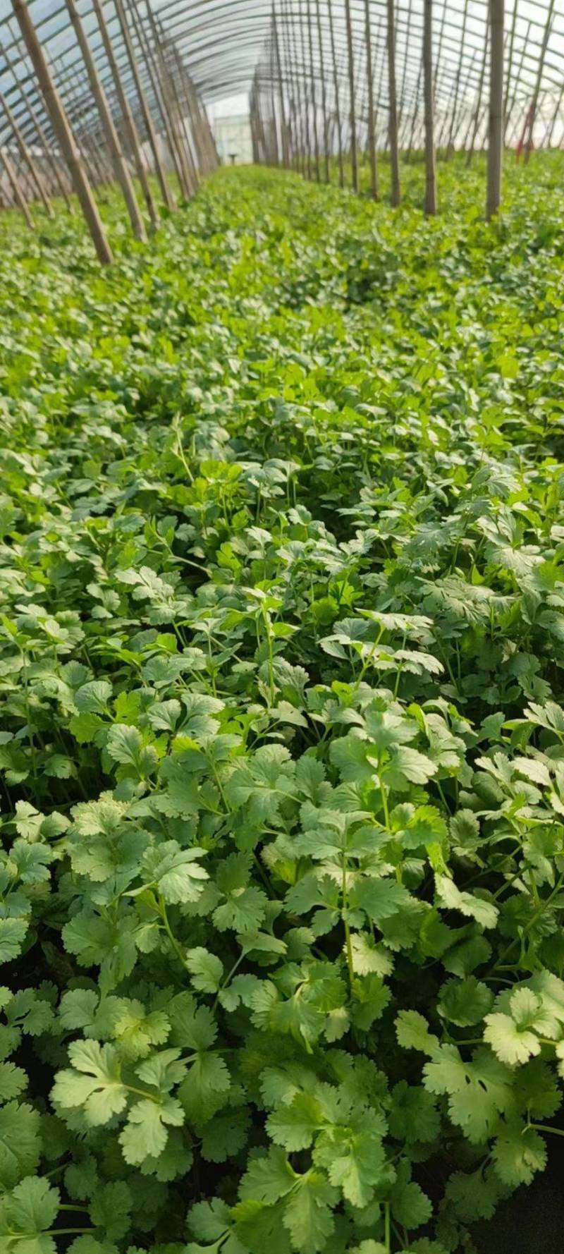 大叶香菜亮绿叶片不发黄大棚里的要的联系