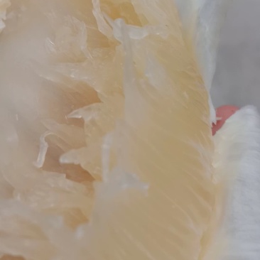 湖南江永老树柚，口感清甜，水份足，糖分高
