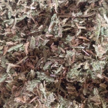 伸筋草