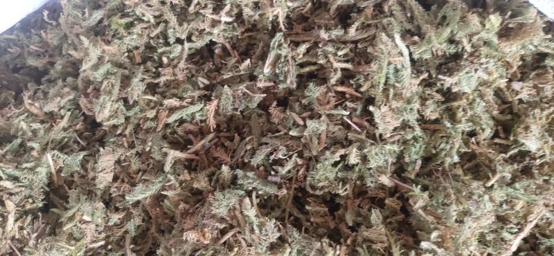 伸筋草