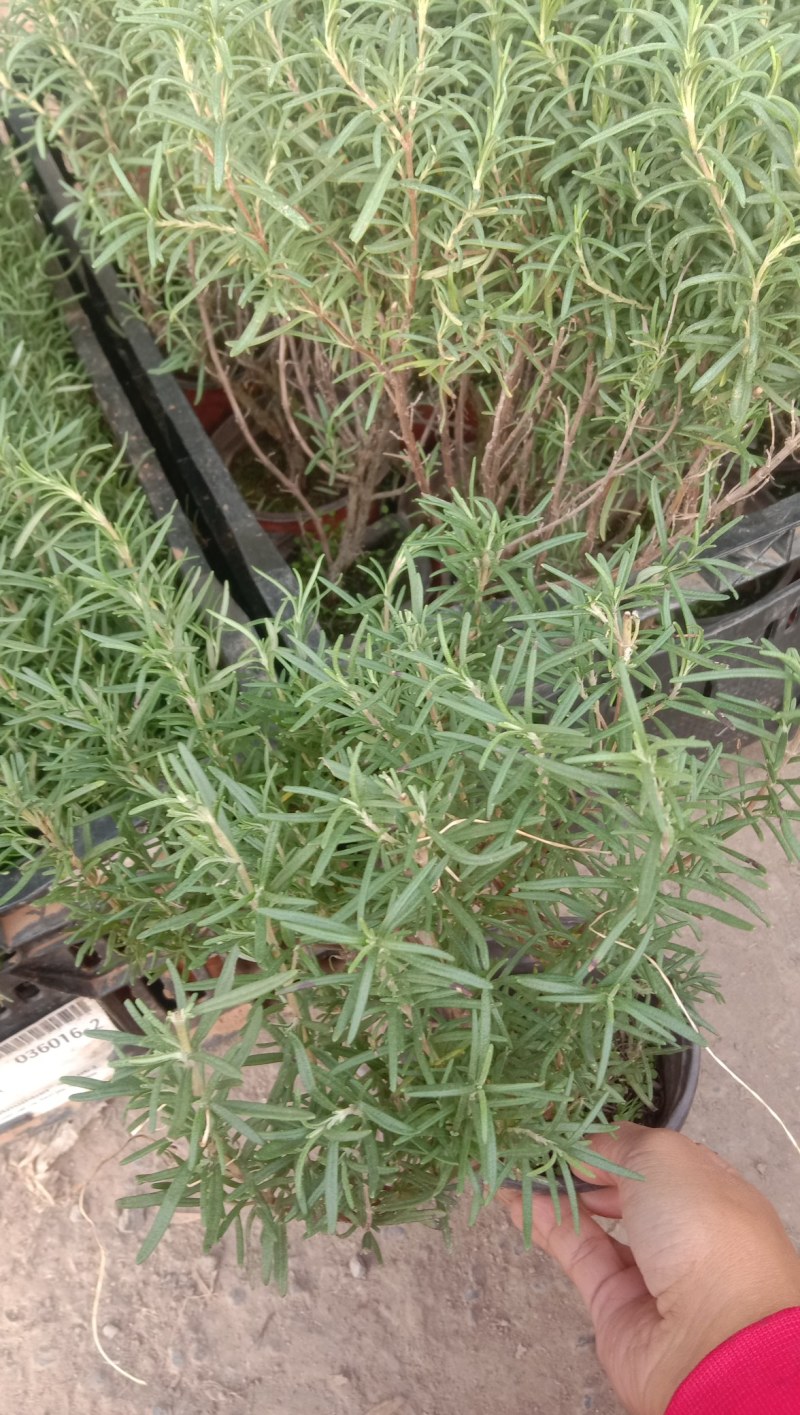 山东青州，迷迭香盆栽，两年生木本，欢迎咨询订购！