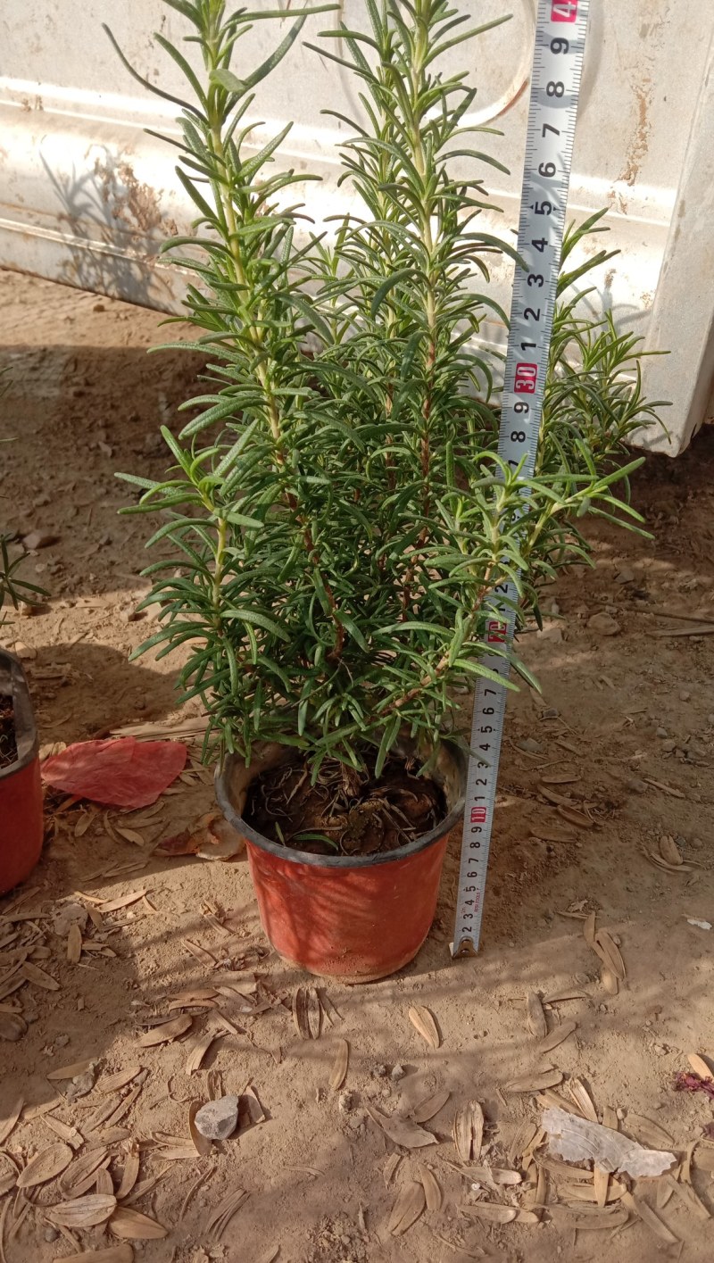 山东青州，迷迭香盆栽，两年生木本，欢迎咨询订购！
