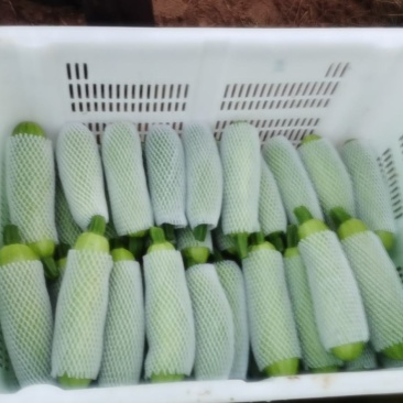 大量代收云南西葫芦统货