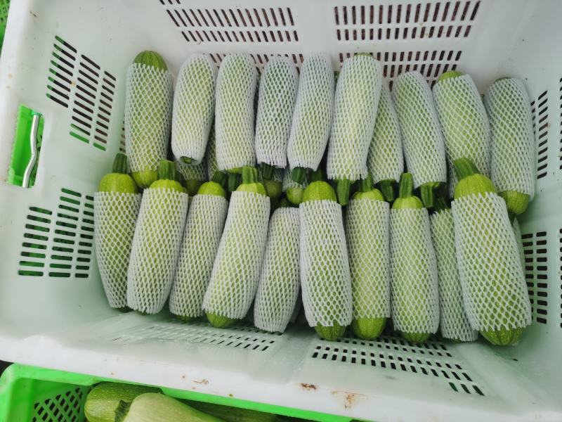 大量代收云南西葫芦统货