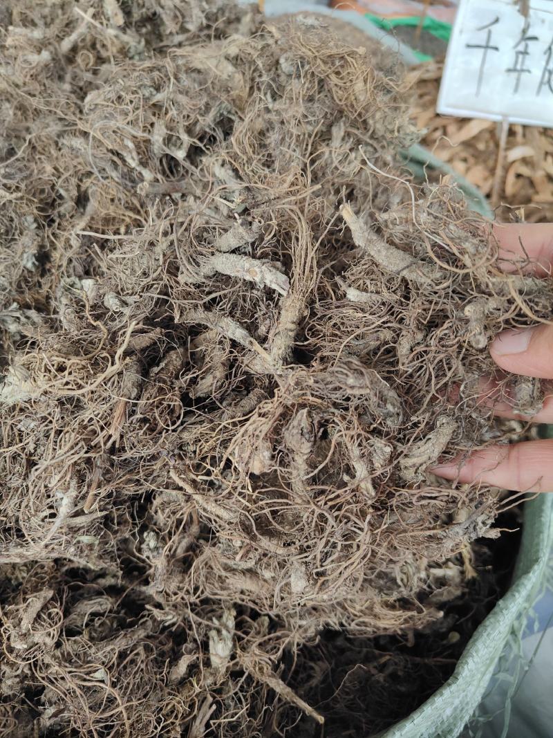 野生地胆头根部草鞋根洗水货干净无泥，可全国发货