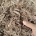 野生地胆头根部草鞋根洗水货干净无泥，可全国发货