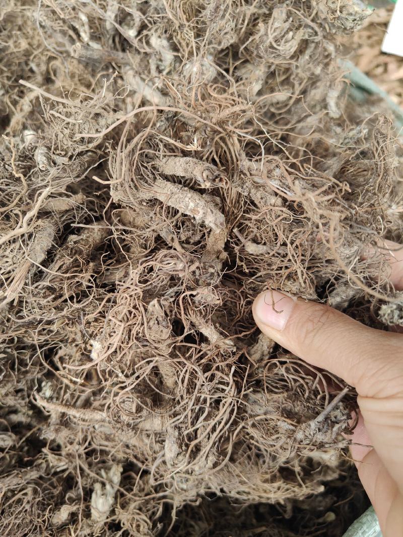野生地胆头根部草鞋根洗水货干净无泥，可全国发货
