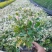 雪花木福建漳州雪花木绿化庭院设计基地直供大小规格袋子苗