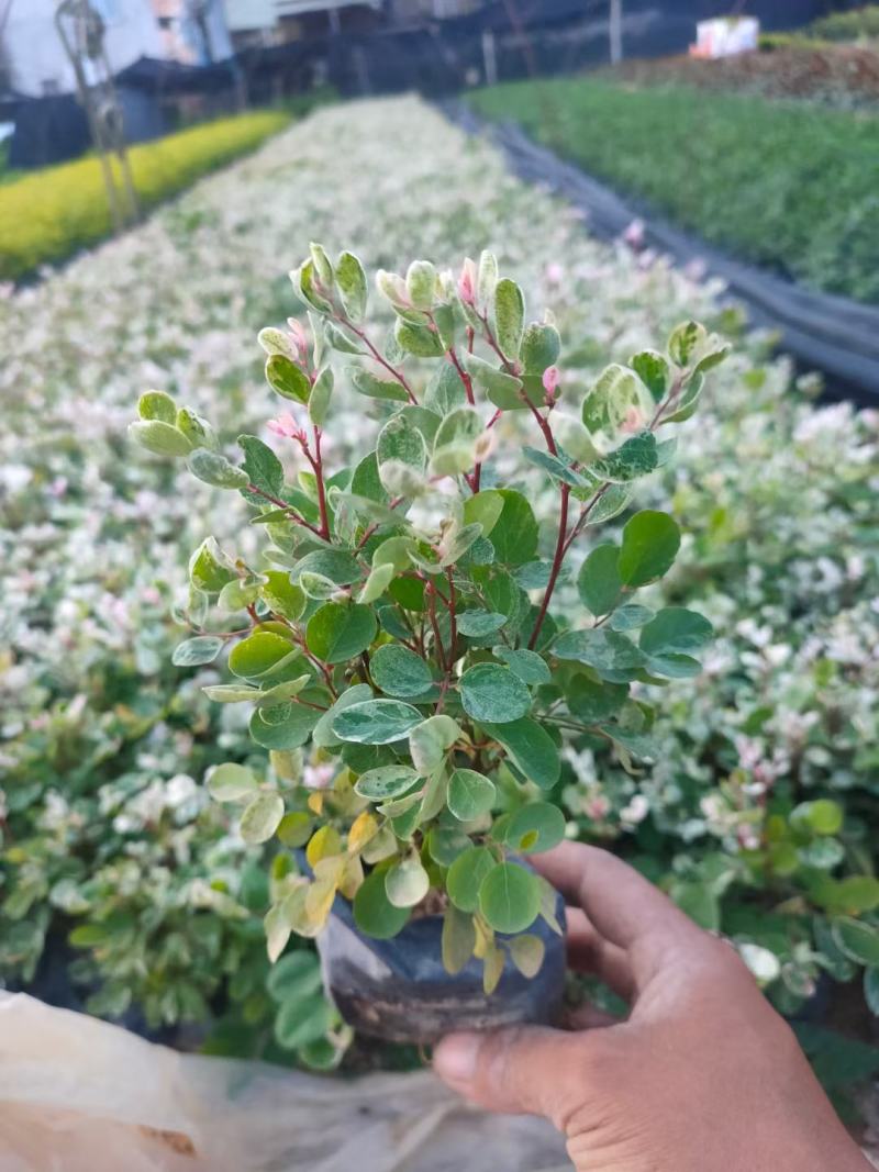 雪花木福建漳州雪花木绿化庭院设计基地直供大小规格袋子苗