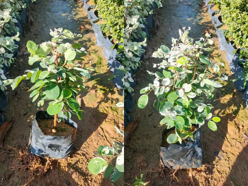 雪花木福建漳州雪花木绿化庭院设计基地直供大小规格袋子苗