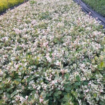 雪花木福建漳州雪花木绿化庭院设计基地直供大小规格袋子苗