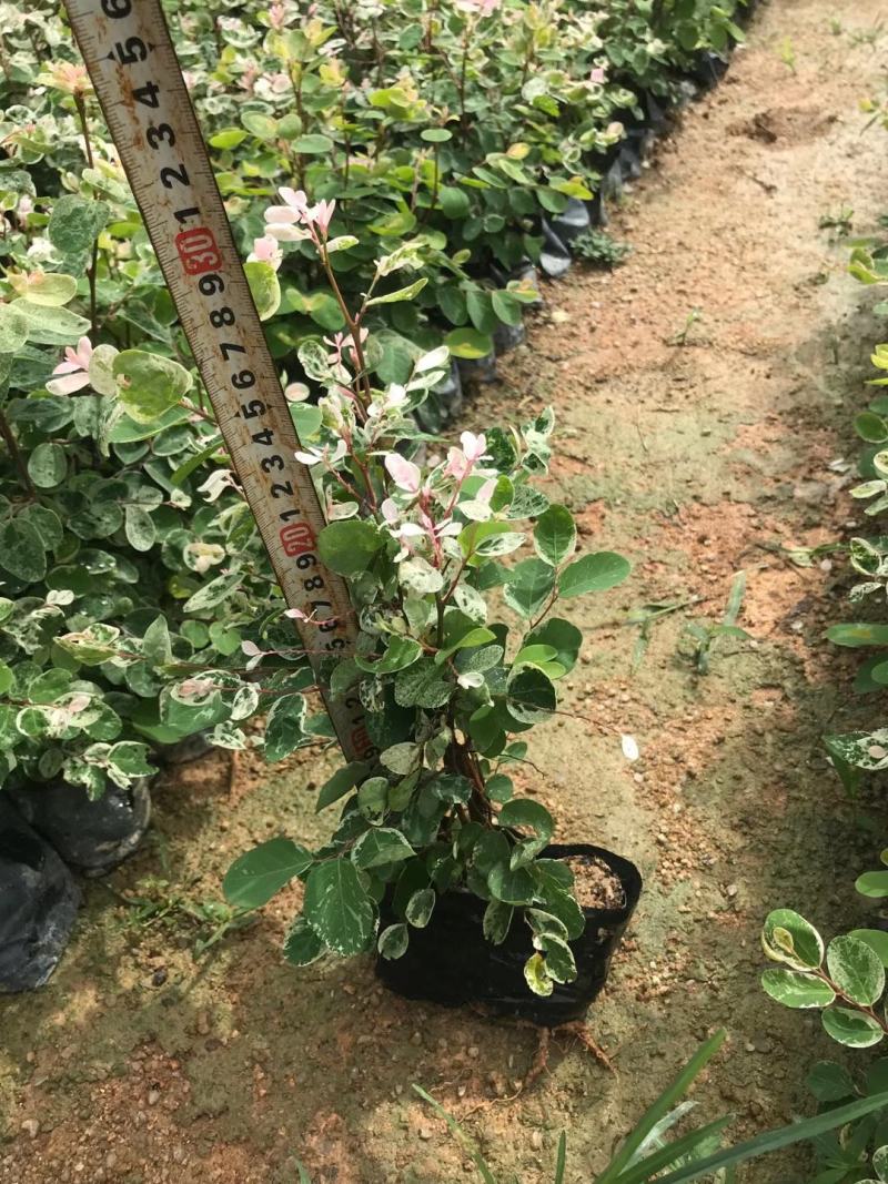 雪花木福建漳州雪花木绿化庭院设计基地直供大小规格袋子苗
